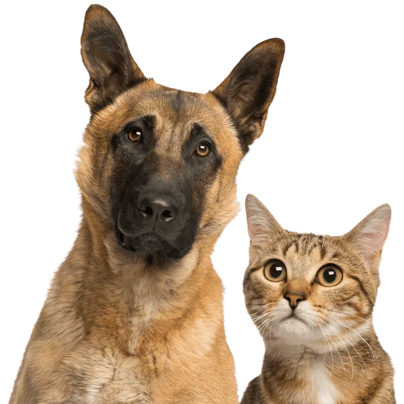 OceanVet Bertioga — clínica veterinária
