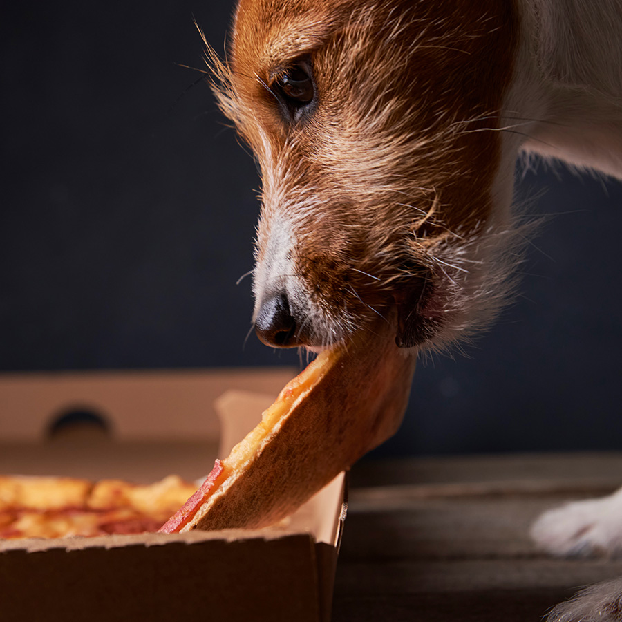 Essential Health Tips for Your Beloved Furry Friends