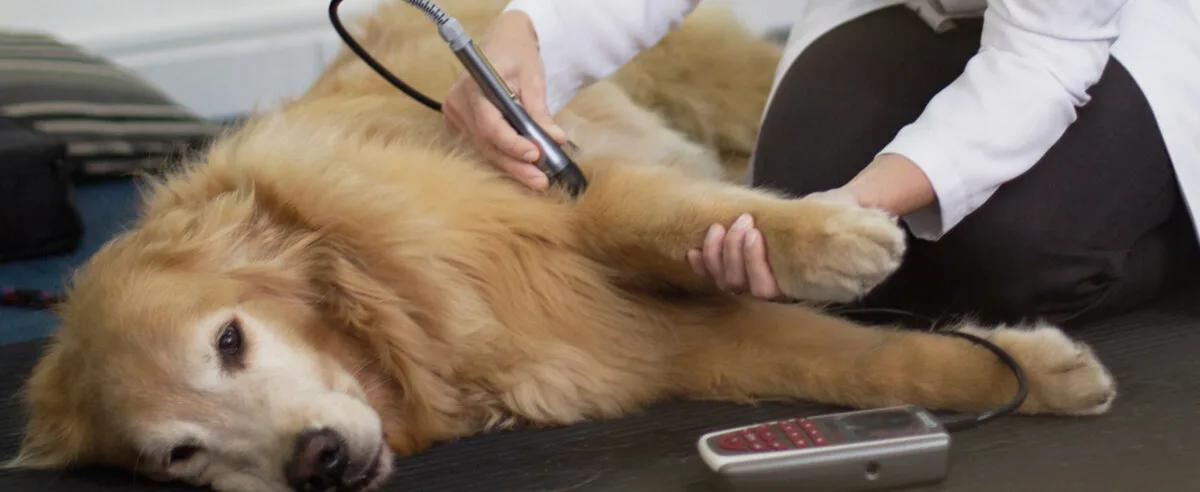 Golden retriever recebendo laserterapia veterinária na OceanVet