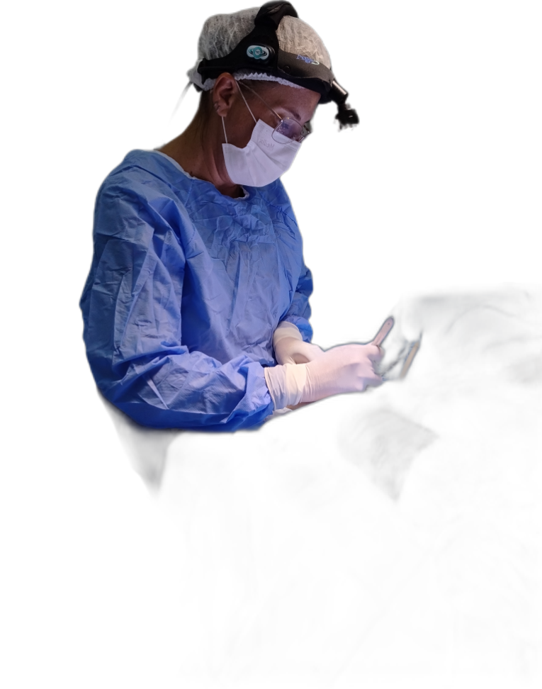 Cirurgia veterinária na OceanVet