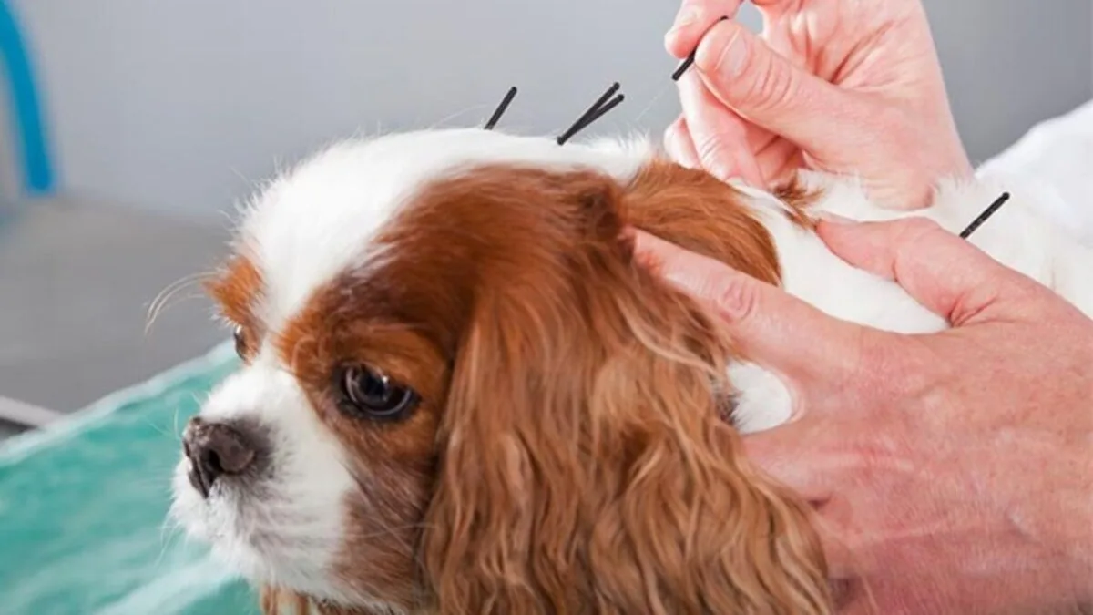 Cavalier King Charles Spaniel recebendo acupuntura veterinária na OceanVet