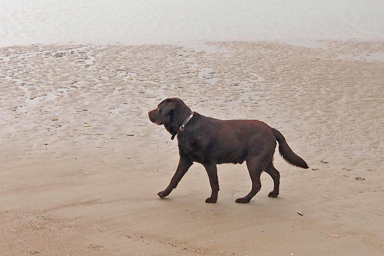 Cão na praia de Bertioga focinhando e cheirando a areia