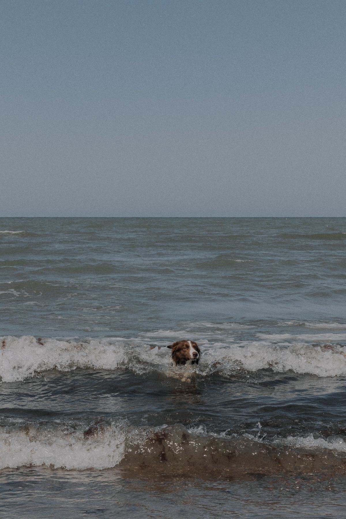 Cão feliz saindo do mar sendo enxaguado por tutor na praia