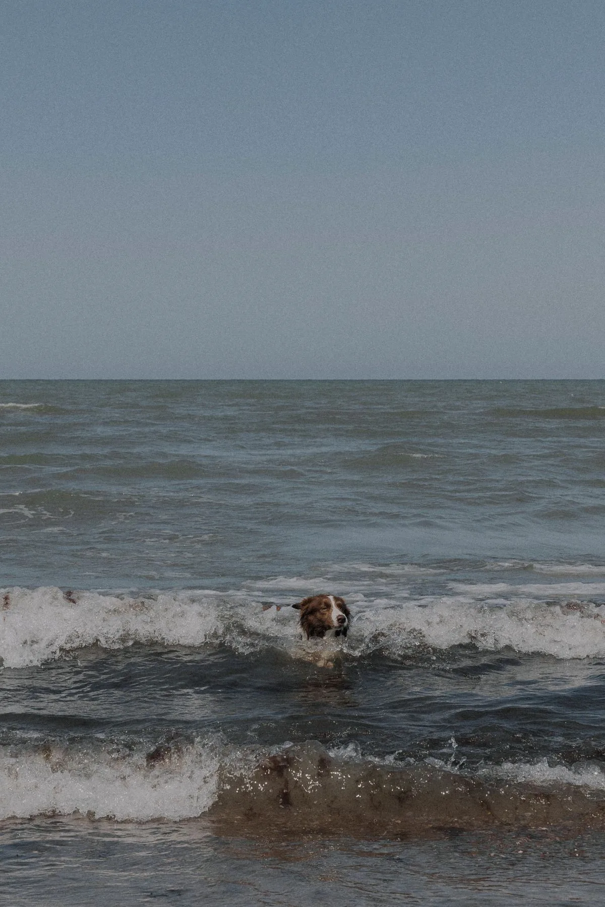 Meu cão pode entrar no mar? Os cuidados antes e depois do banho