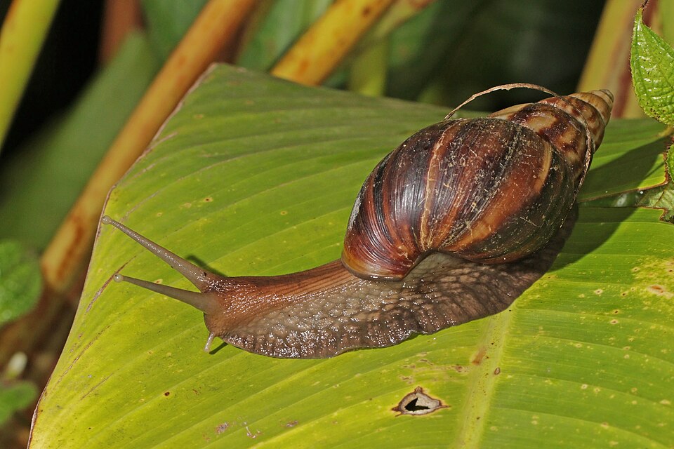 Caramujo africano Achatina fulica em jardim úmido