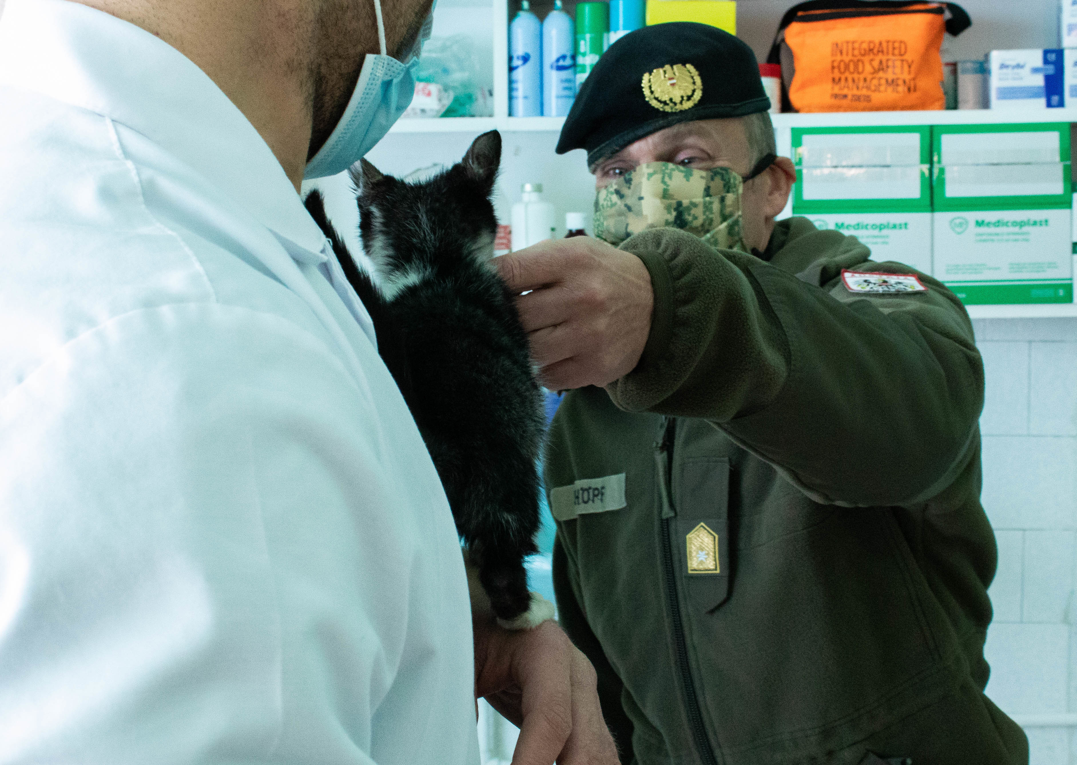 Veterinária realizando procedimento cirúrgico em gato