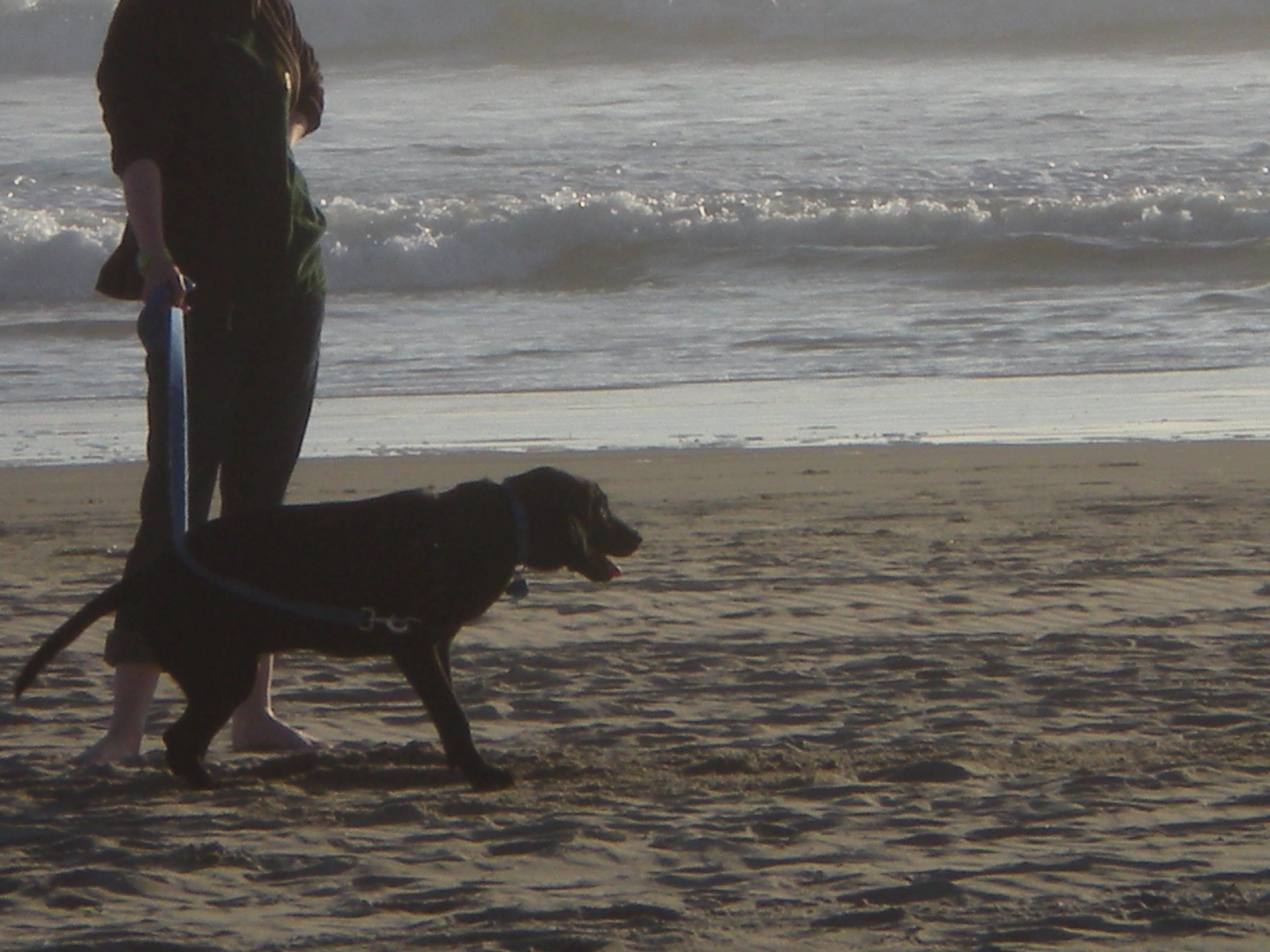 Cão na praia de Bertioga sendo cuidado após banho de mar