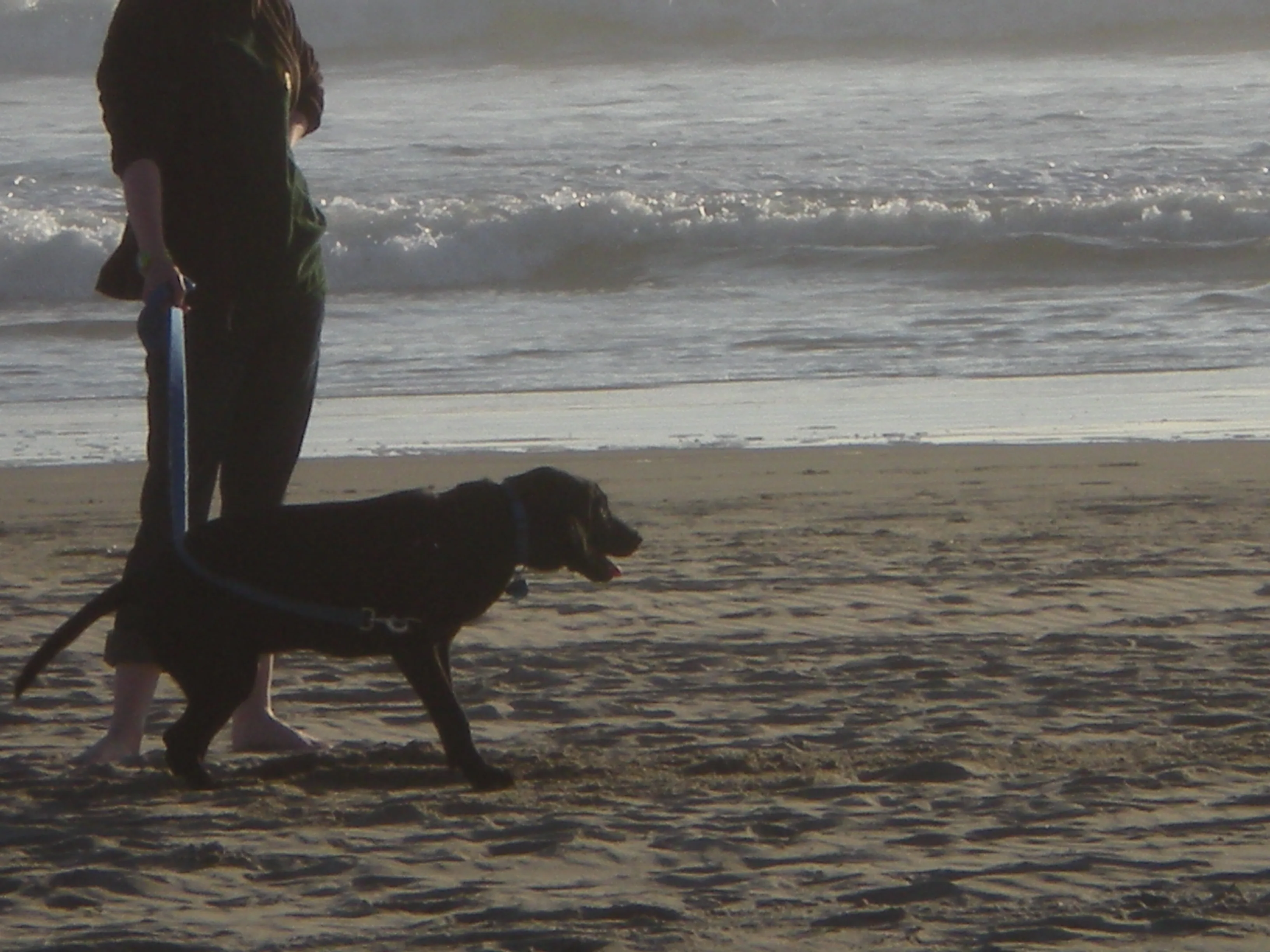 Levei meu pet pra praia: o que evitar e o que prestar atenção