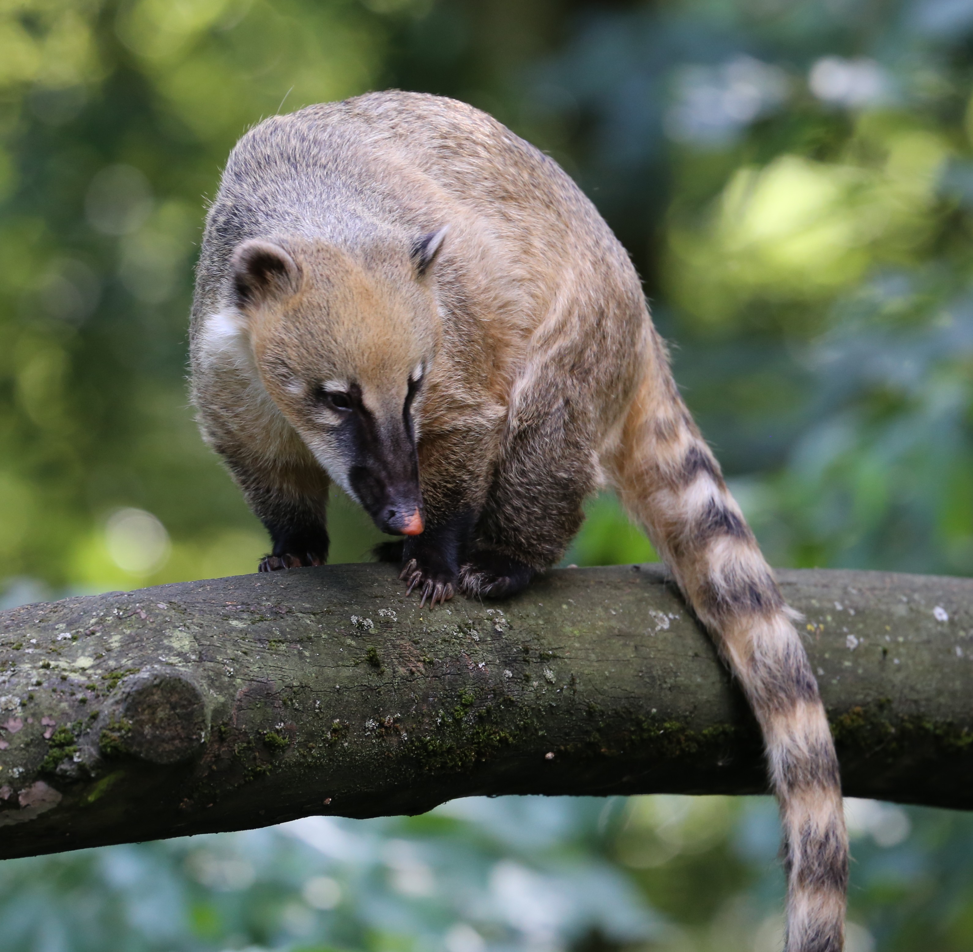 Ambiente de Mata Atlântica em Bertioga onde pets podem encontrar fauna silvestre