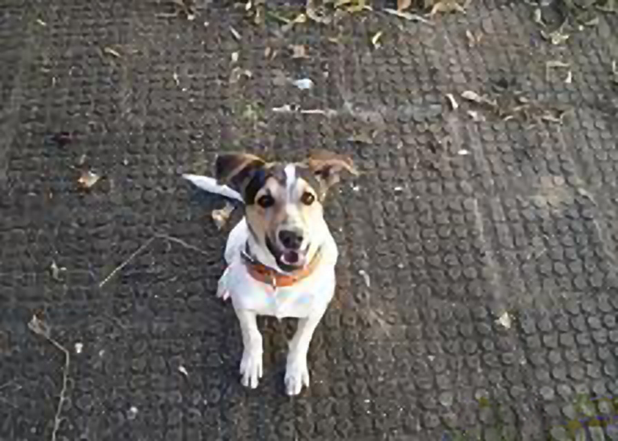 Filhote de cão encontrado e acolhido temporariamente