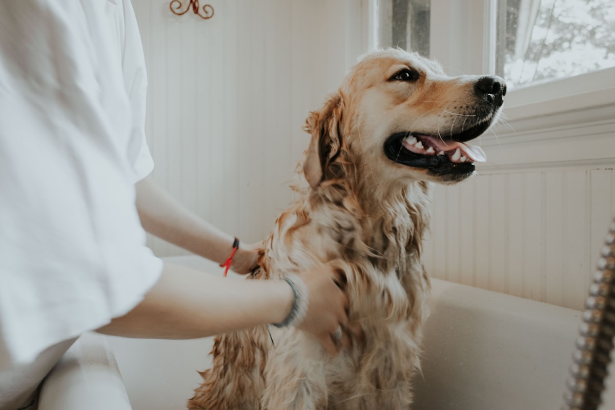 Pet sendo banhado com shampoo correto em banho doméstico