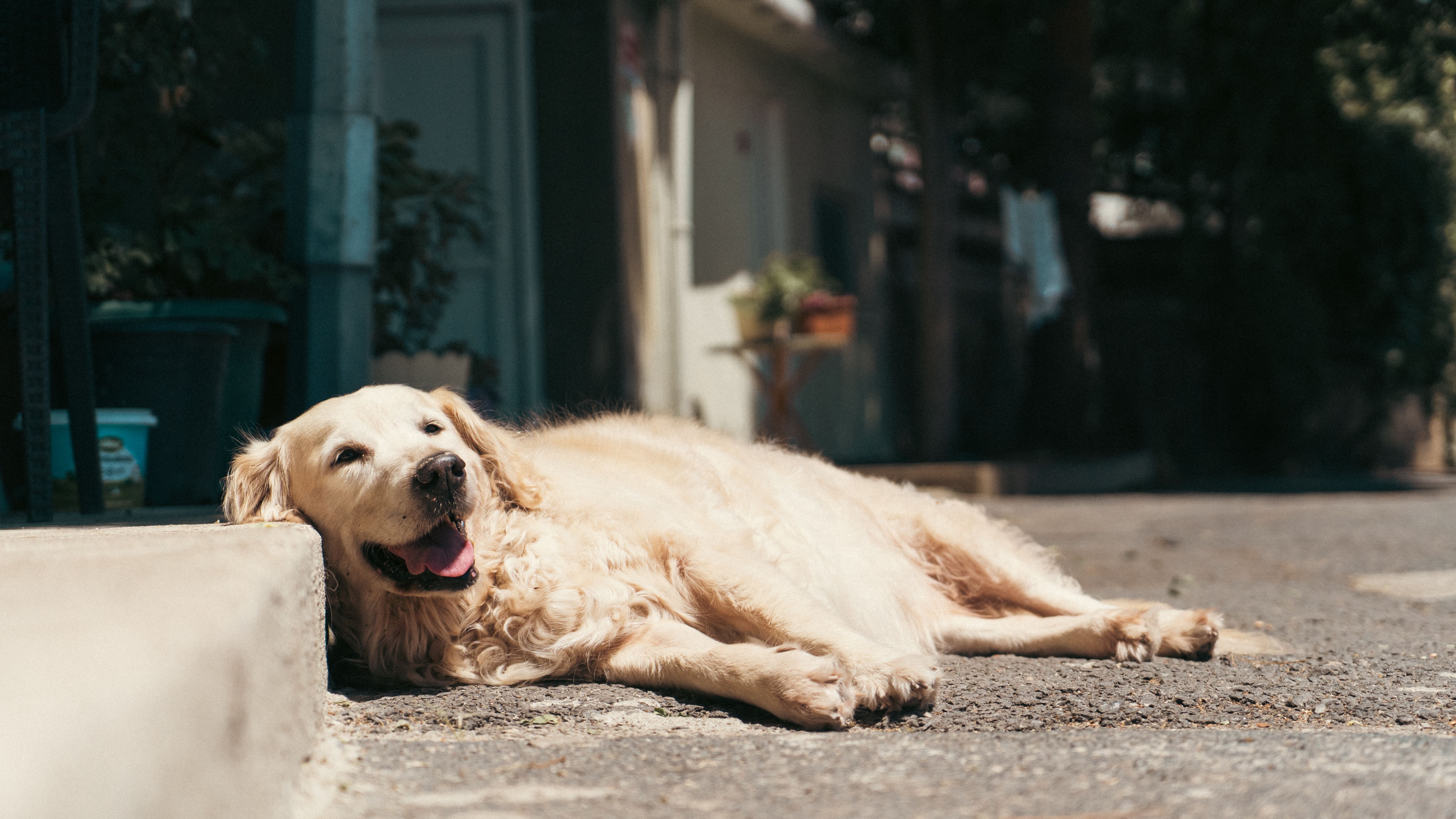 Cão sendo atendido com sinais de superaquecimento