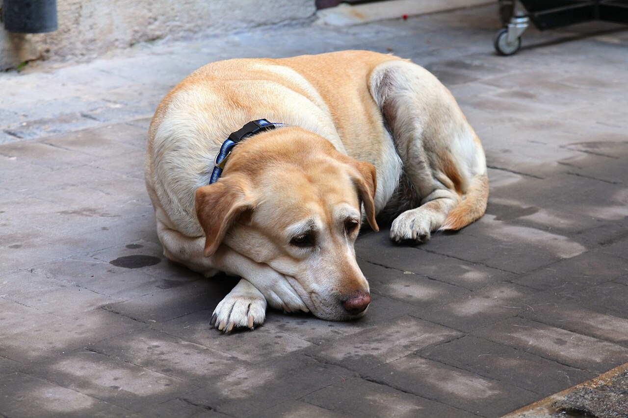Cão idoso descansando em local fresco e confortável