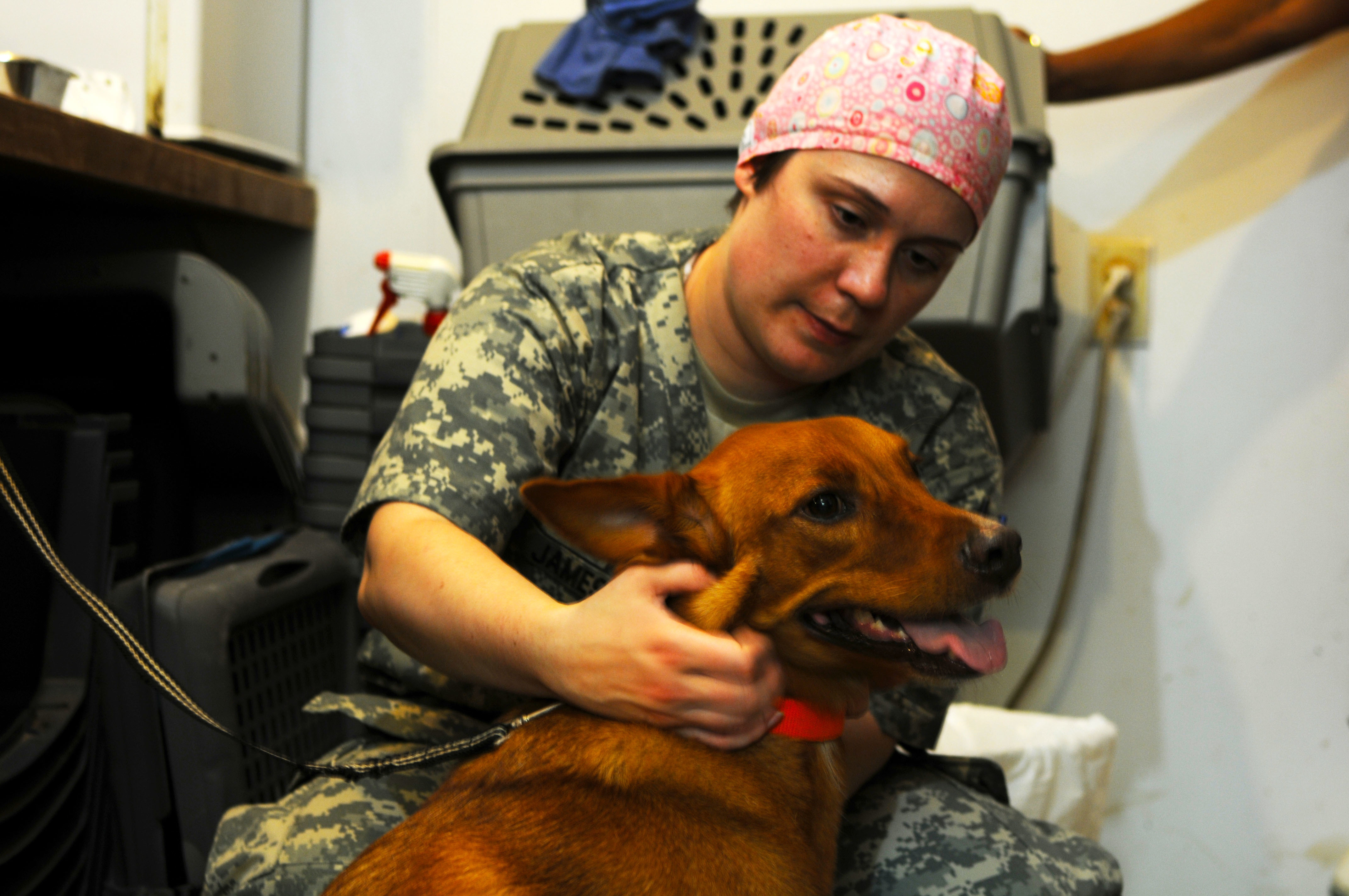 Veterinária inspecionando pet para carrapatos