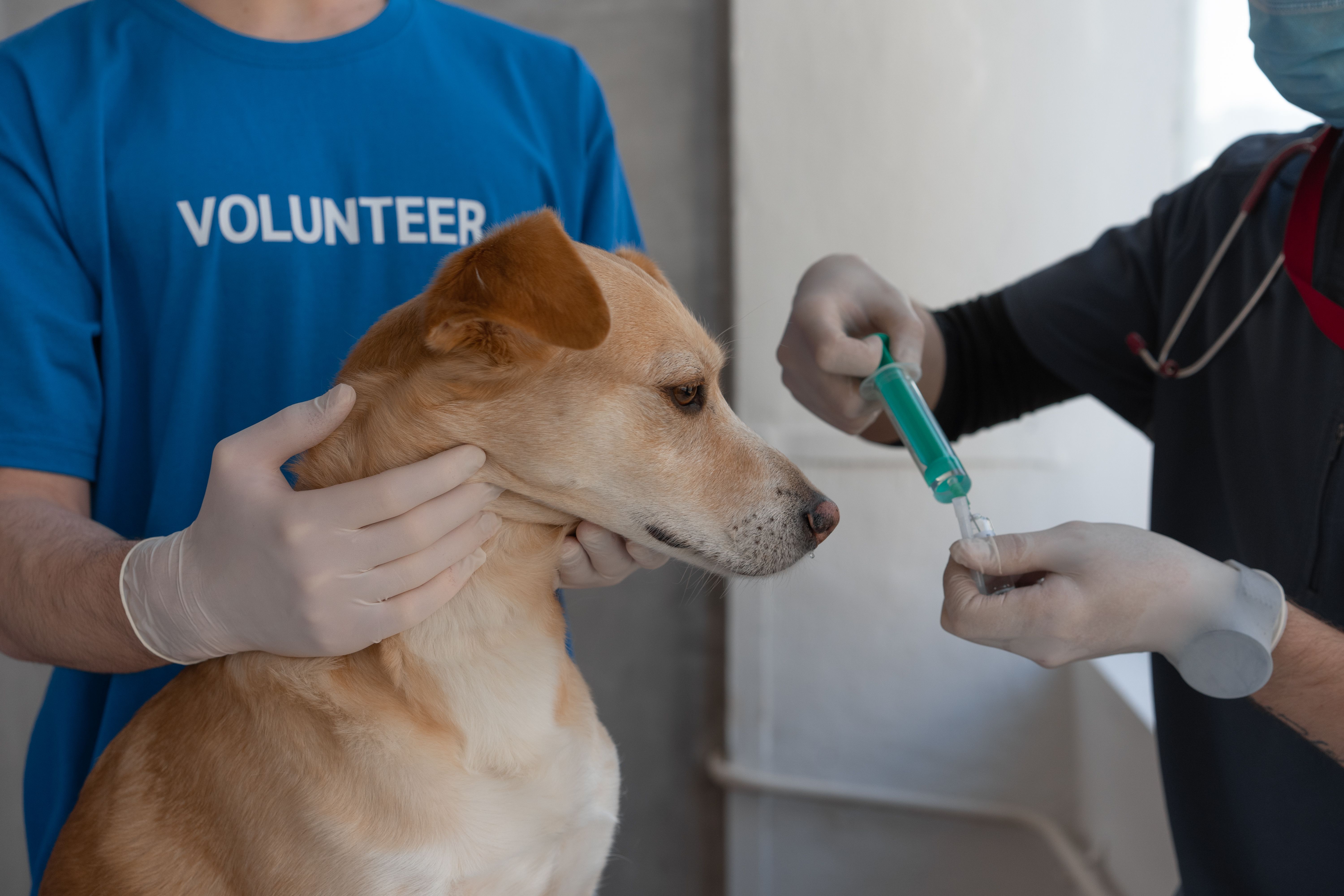 Veterinária aplicando vacina em pet durante consulta